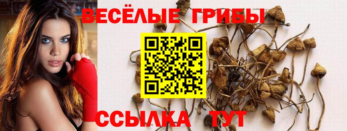 Псилоцибиновые грибы мицелий Глазов